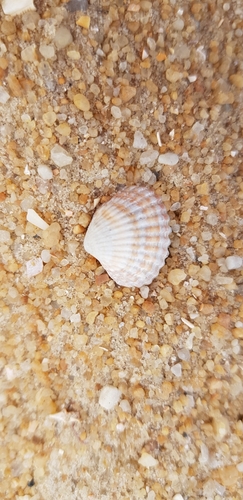 Purpurocardia bimaculata
