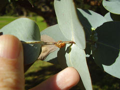 Gonipterus platensis