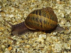Cornu aspersum