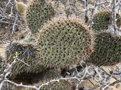 Opuntia pycnantha, photograph (c) Rosario Douglas, some rights reserved (CC BY)