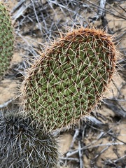 Opuntia pycnantha, photograph (c) Rosario Douglas, some rights reserved (CC BY)