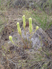 Castilleja cervina