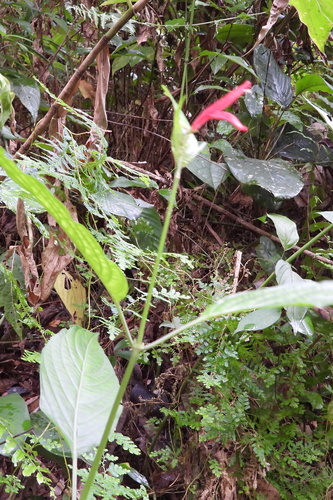 Dianthera secunda