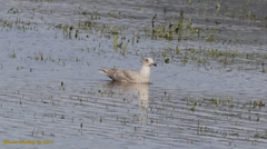 Larus glaucescens × hyperboreus