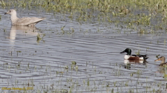 Larus glaucescens × hyperboreus