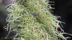 Pseudisothecium myosuroides