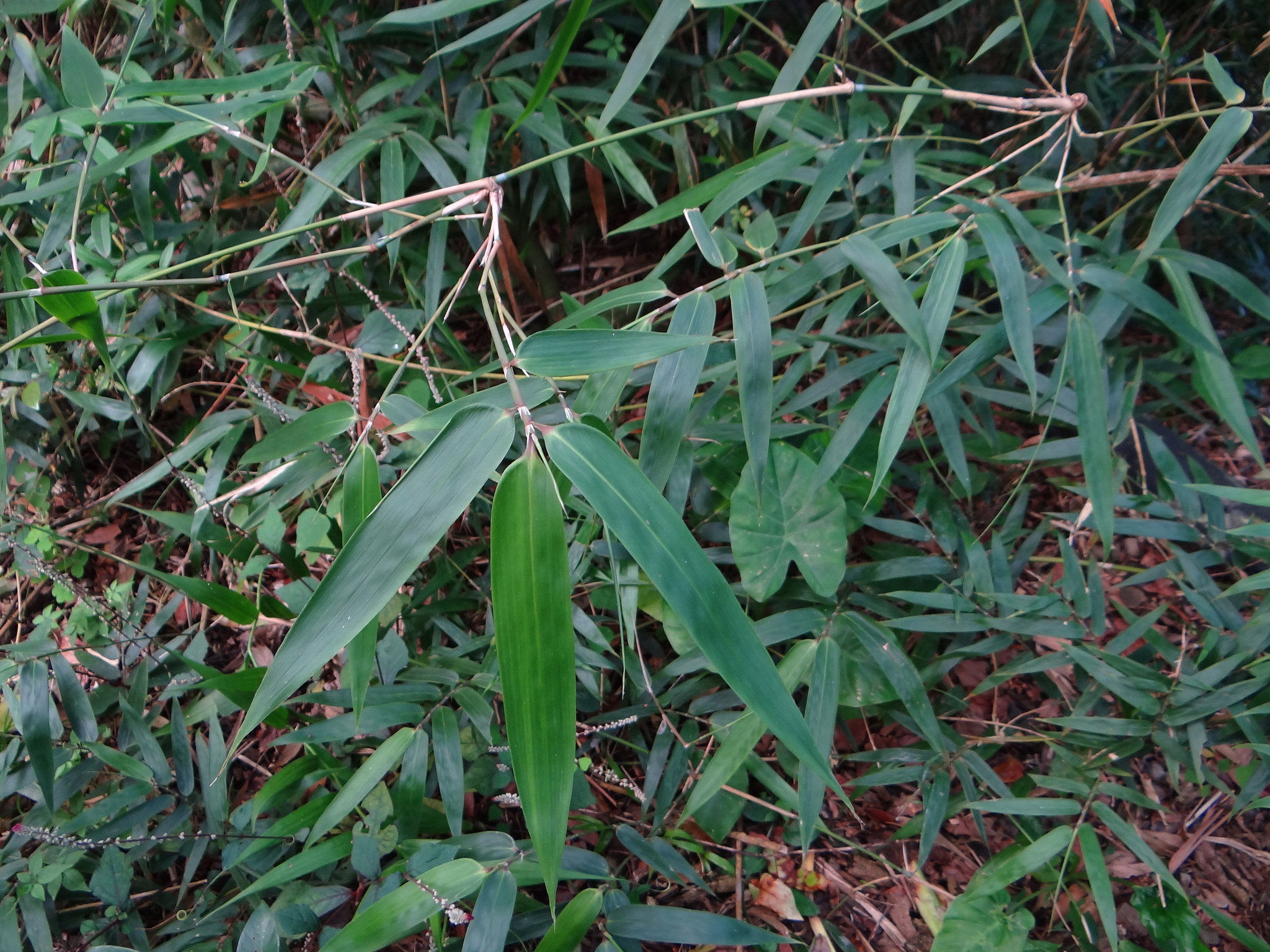 Schizostachyum diffusum
