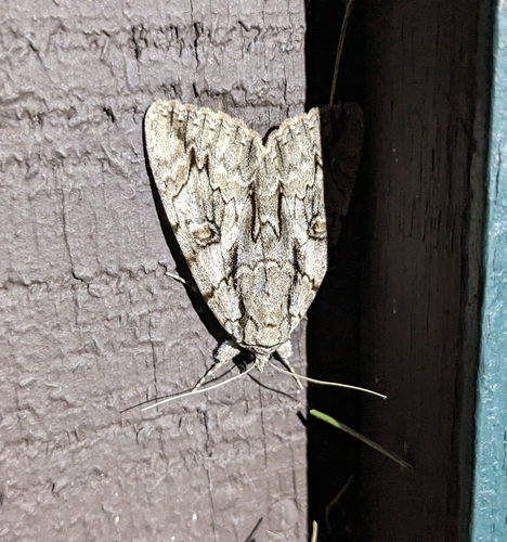 Yellow-Gray Underwing photo 3