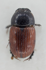 Rhodaphodius foetens
