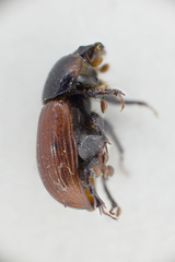 Rhodaphodius foetens