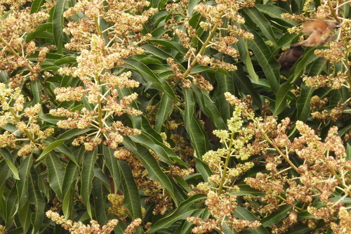 Indian mango