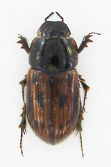 Chilothorax melanostictus