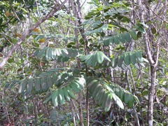Simarouba