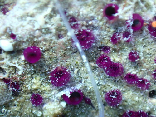 Clione violette