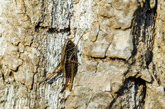 Metrioptera brachyptera