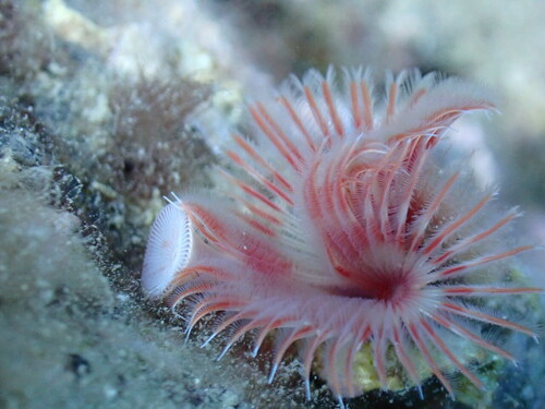 Red Tubeworm, West Greece, Peloponnese, Western Greece and the Ionian Islands, GR, photo 10 of 10