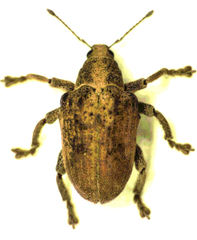 Gonipterus platensis