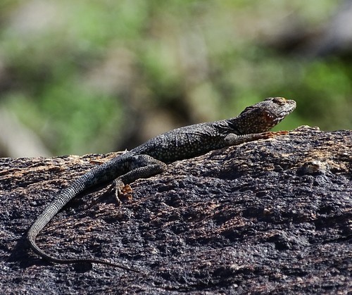 Petrosaurus mearnsi