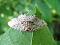 Cyclophora ruficiliaria