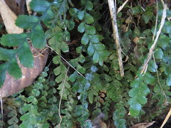 Blechnum membranaceum