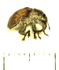 Gonipterus platensis