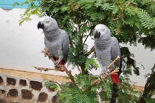 Gray Parrot