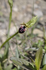 Ophrys mammosa