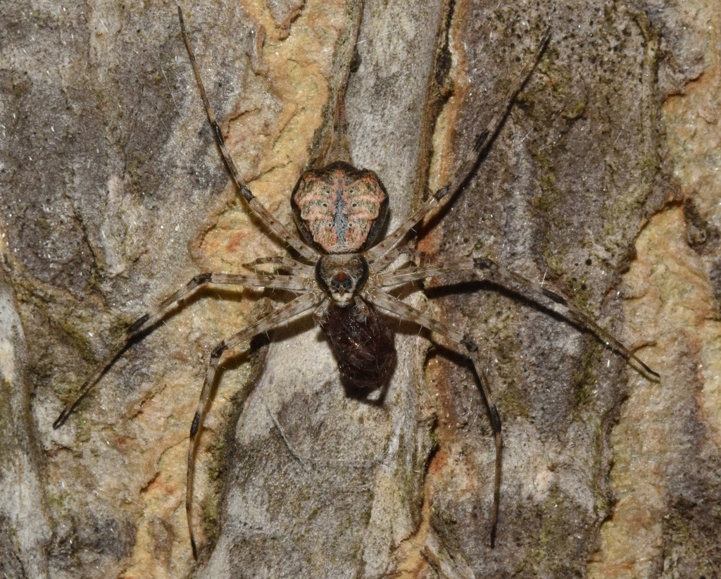 Longspinneret Spiders from Ingweni Road, Durban, KZN, ZA on August 20 ...