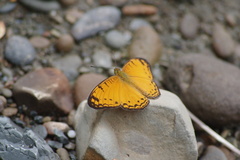 Phalanta