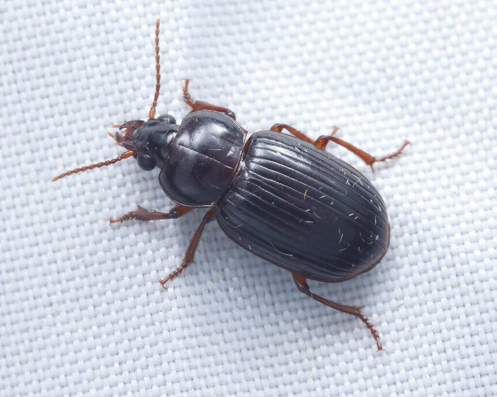Diceromerus