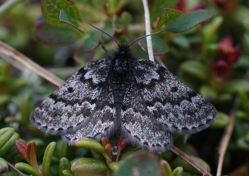 Black Mountain Moth