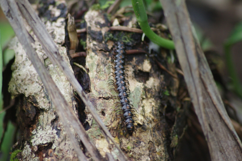 Aschistodesmini