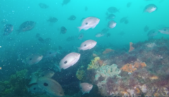 Caesioperca lepidoptera