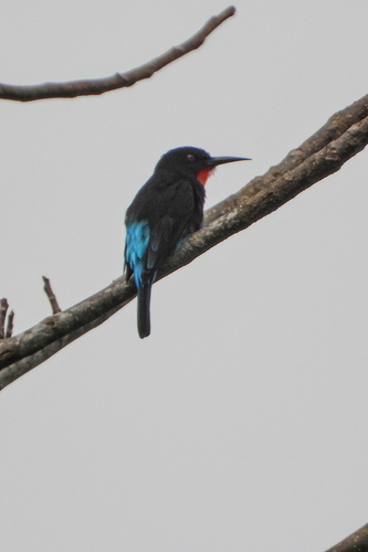 Black Bee-eater