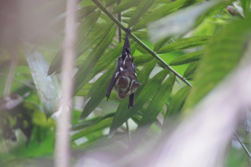 Diadem Leaf-nosed Bat