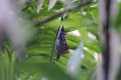 Hipposideros diadema