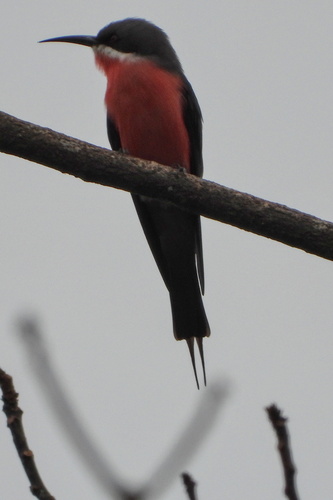 Rosy Bee-eater