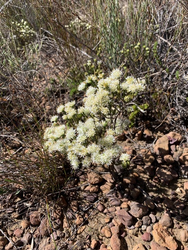 Head Buchu (Agathosma capitata)