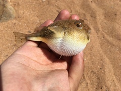 Torquigener squamicauda