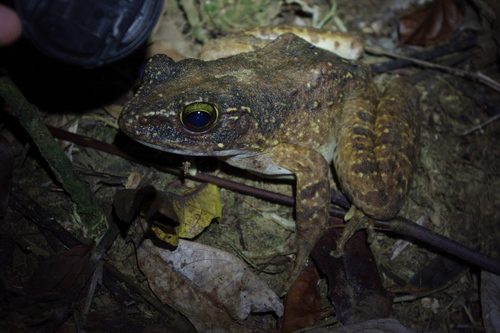 Hylarana arfaki