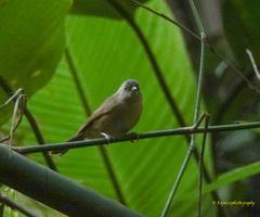 Brown-Cheeked Fulvetta photo 3