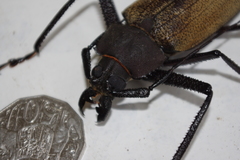 Xixuthrus granulipennis