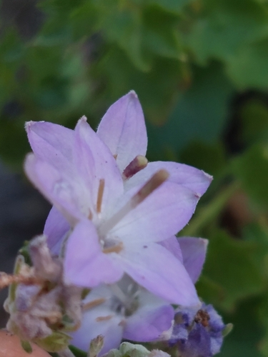 Image of Campanula arvatica by (c) Diego Rodríguez Hernández, some rights reserved (CC BY)