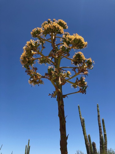 Agave shawii