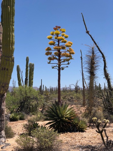 Agave shawii