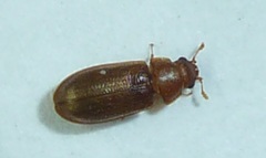 Trogossitidae