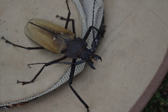 Xixuthrus granulipennis