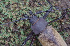 Xixuthrus granulipennis