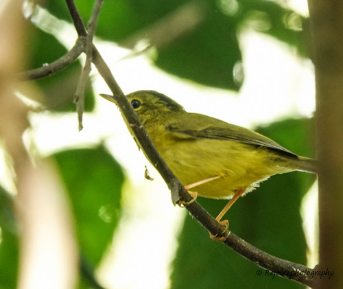 Green-crowned Warbler (Phylloscopus burkii), photo 2