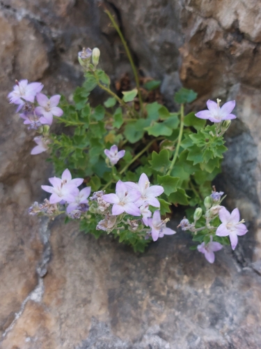 Image of Campanula arvatica by (c) Diego Rodríguez Hernández, some rights reserved (CC BY)